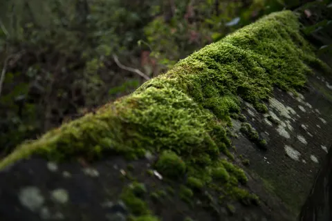 Papel de parede Riacho da floresta 4K · nature · 3840×2563