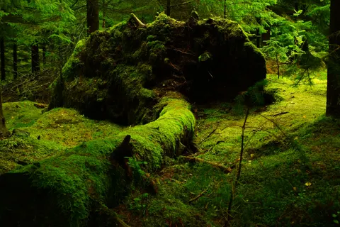 Waldbach 4K Hintergrundbild · nature · 3840×2560