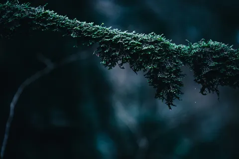 森林溪流 4K桌布 · nature · 3840×2555