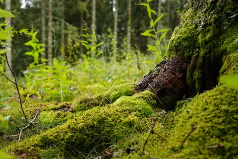 Обои Лесной ручей 4K · nature · 3840×2560