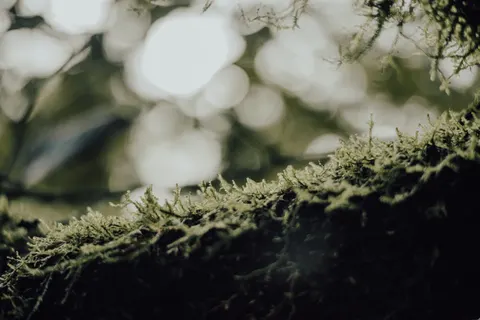 숲속 개울 4K 배경화면 · nature · 3840×2563