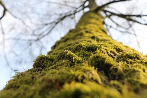 Bosbeek 4K-achtergrond · nature · 3840×2560
