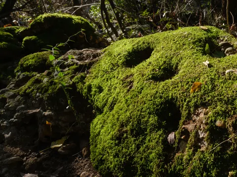 Fond d'écran Ruisseau forestier 4K · nature · 3840×2880
