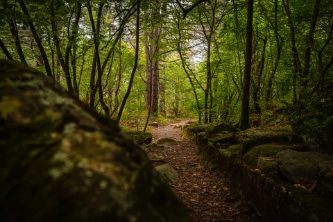 Обои Лесной ручей 4K · nature · 3840×2560
