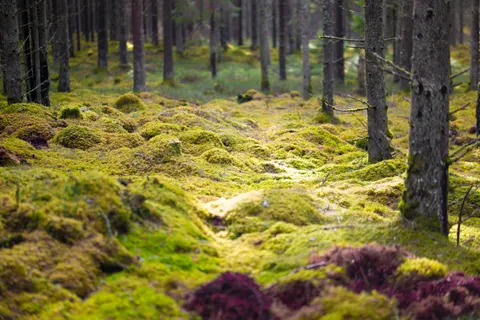Forest Stream 4K Wallpaper · nature · 3840×2560