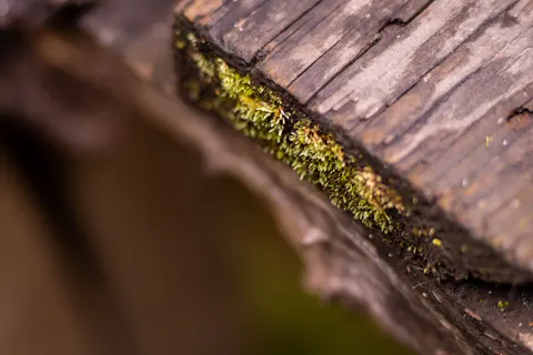 خلفية جدول الغابة بدقة 4K · nature · 3840×2560