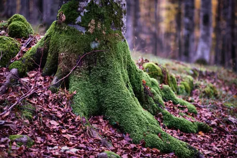 森林溪流 4K壁纸 · nature · 3840×2560