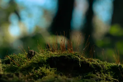 Forest Stream 4K Wallpaper · nature · 3840×2560