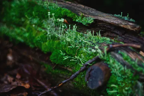 森林溪流 4K桌布 · nature · 3840×2565