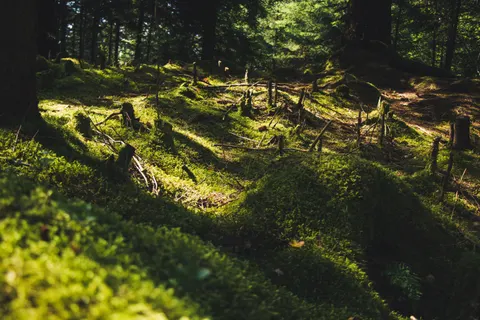 Waldbach 4K Hintergrundbild · nature · 3840×2560