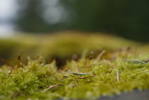 Forest Stream 4K Wallpaper · nature · 3840×2563