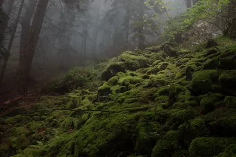 والپیپر جویبار جنگلی با کیفیت 4K · nature · 3840×2560