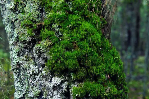 Fond d'écran Ruisseau forestier 4K · nature · 3840×2560