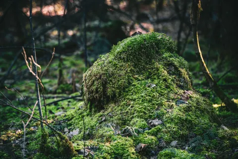 والپیپر جویبار جنگلی با کیفیت 4K · nature · 3840×2560