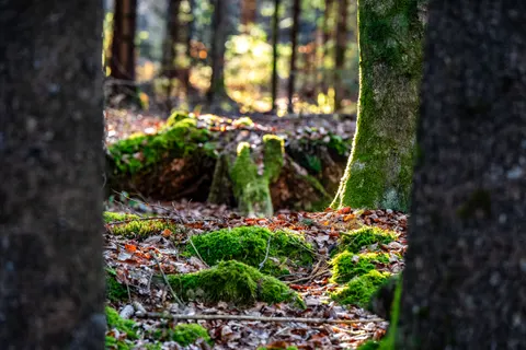 森林溪流 4K桌布 · nature · 3840×2560