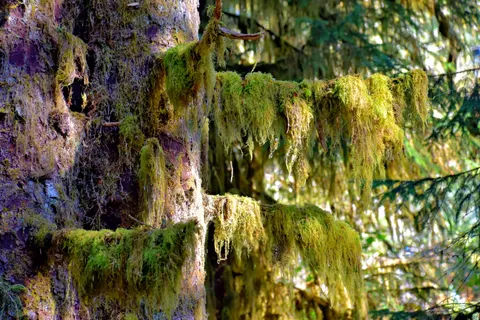 Обои Лесной ручей 4K · nature · 3840×2560