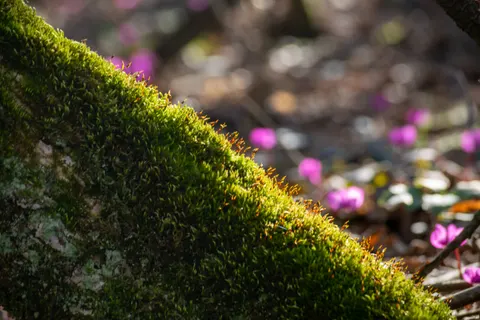 森林溪流 4K桌布 · nature · 3840×2560
