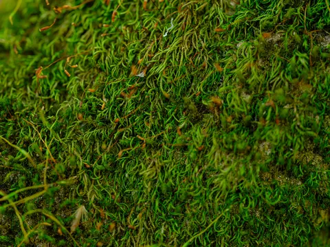 Papel de parede Riacho da floresta 4K · nature · 3840×2880