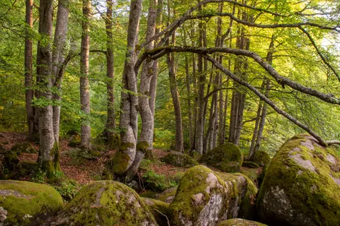 Waldbach 4K Hintergrundbild · nature · 3840×2560