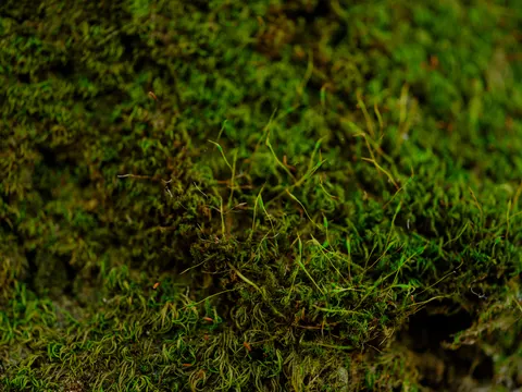 Fond d'écran Ruisseau forestier 4K · nature · 3840×2880