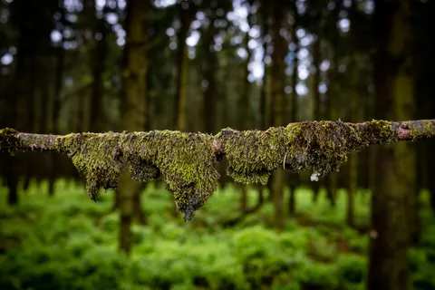 Bosbeek 4K-achtergrond · nature · 3840×2560