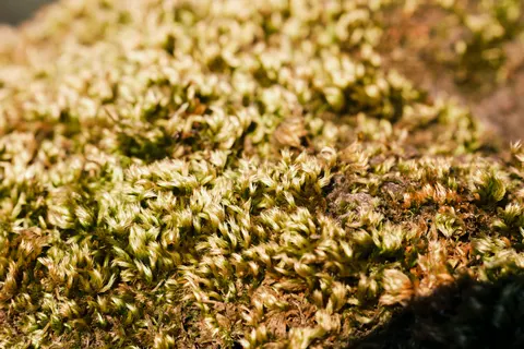 森林溪流 4K桌布 · nature · 3840×2560