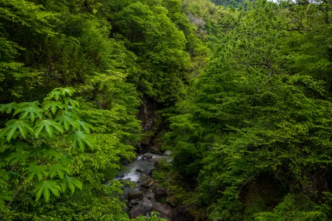 Обои Лесной ручей 4K · nature · 3840×2560