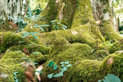 Forest Stream 4K Wallpaper · nature · 3840×2560