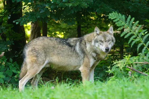 Wolf 4K Wallpaper · animals · 3840×2560