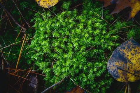 जंगल की धारा 4K वॉलपेपर · nature · 3840×2560