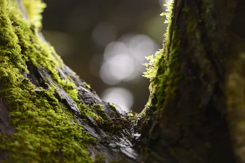 森林溪流 4K壁纸 · nature · 3840×2563