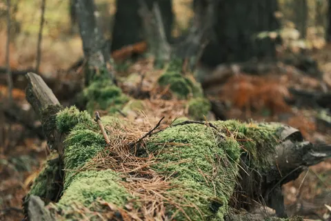 森林溪流 4K桌布 · nature · 3840×2560