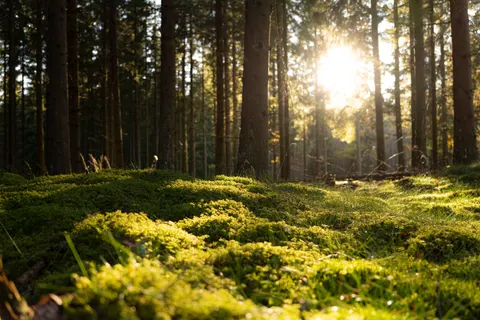 Waldbach 4K Hintergrundbild · nature · 3840×2560