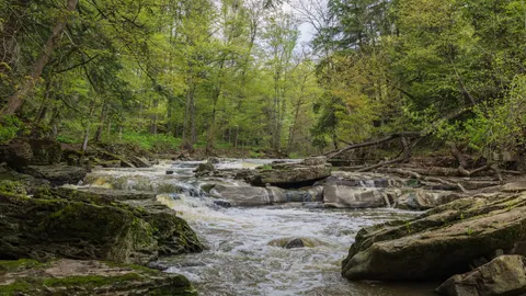 Waldbach 4K Hintergrundbild · nature · 3840×2160