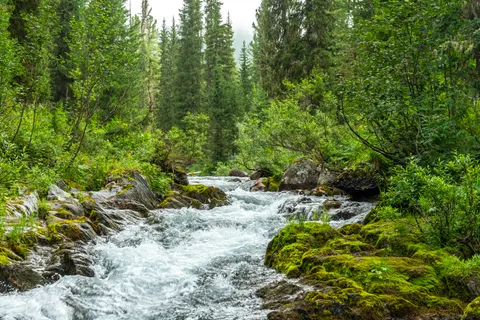 Forest Stream 4K Wallpaper · nature · 3840×2560