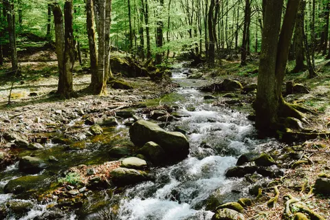 Обои Лесной ручей 4K · nature · 3840×2560