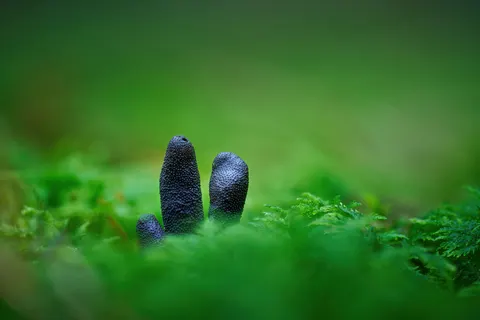 森林溪流 4K壁纸 · nature · 3840×2560