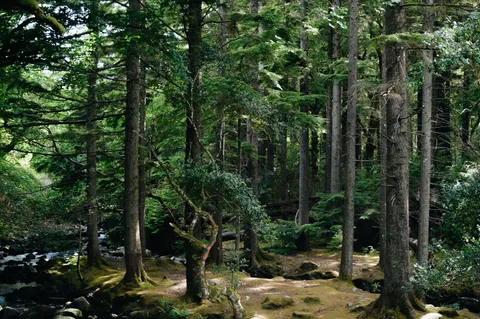 Waldbach 4K Hintergrundbild · nature · 3840×2553