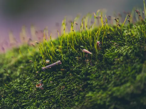 Обои Лесной ручей 4K · nature · 3840×2880