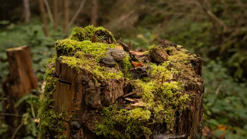 森林溪流 4K壁纸 · nature · 3840×2160