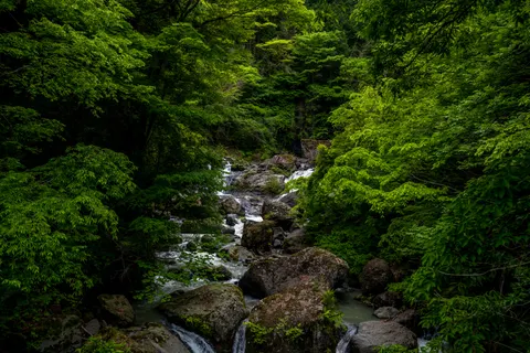 森林溪流 4K壁纸 · nature · 3840×2560