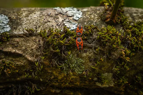 Waldbach 4K Hintergrundbild · nature · 3840×2560