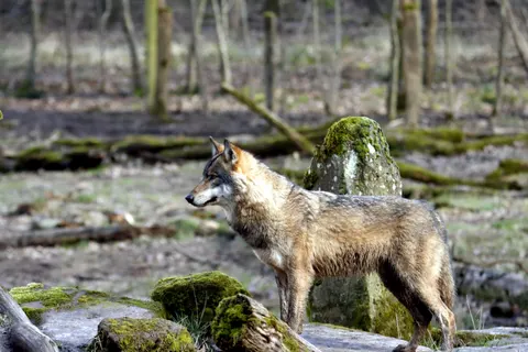 Wolf 4K Wallpaper · animals · 3840×2560