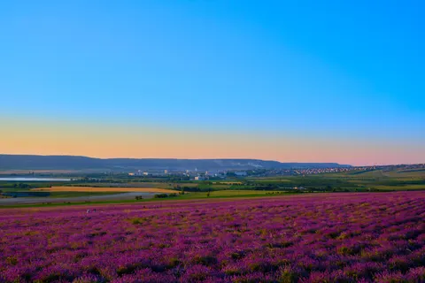 Fond d'écran Champ de lavande 4K · flowers · 3840×2560