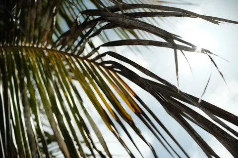 Fond d'écran Coucher de soleil sur plage de palmiers 4K · nature · 3840×2560