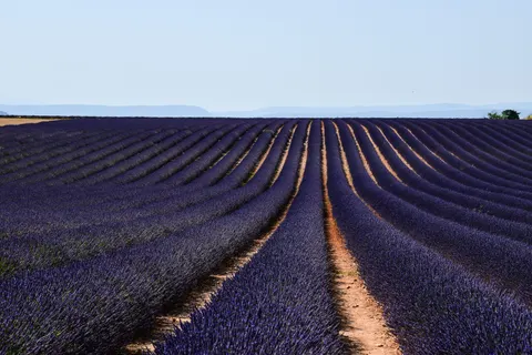 Fond d'écran Champ de lavande 4K · flowers · 3840×2560