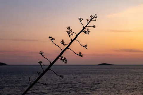 棕櫚海灘日落 4K桌布 · nature · 3840×2562