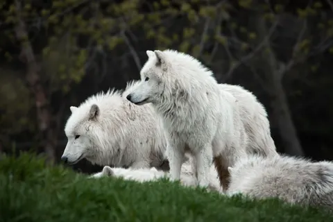 Wolf 4K Wallpaper · animals · 3840×2560