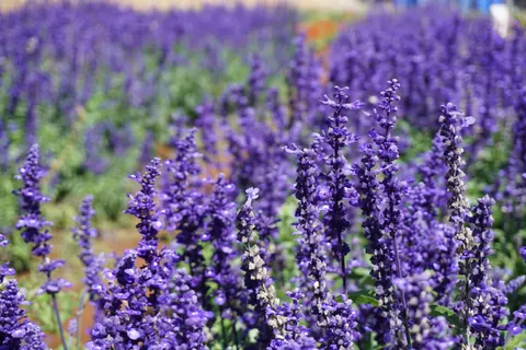 Fond d'écran Champ de lavande 4K · flowers · 3840×2560