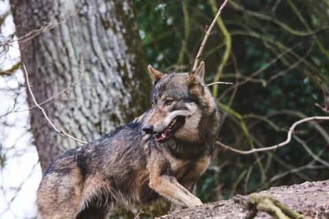 Wolf 4K Wallpaper · animals · 3840×2560